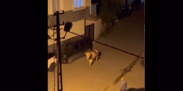 Demi i kurbanit futet në sallon flokësh