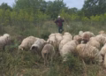 Asgjësohen 190 krerë, shtohet numri i bagëtive me murtajë në Dajç të Shkodrës