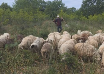 Asgjësohen 190 krerë, shtohet numri i bagëtive me murtajë në Dajç të Shkodrës
