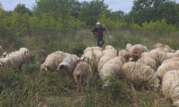 Asgjësohen 190 krerë, shtohet numri i bagëtive me murtajë në Dajç të Shkodrës