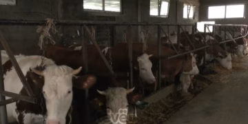 “Plehun do ta zbrazi para qeverisë” – Dëshpërimi i fermerëve pasi çmimi i qumështit u ra përgjysmë