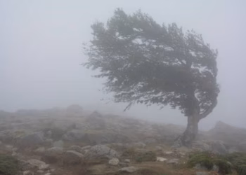 Ndërmarrja “Gjelbër” apel qytetarëve: Kujdes nga erërat e forta dhe pemët në hapësira publike