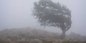Ndërmarrja “Gjelbër” apel qytetarëve: Kujdes nga erërat e forta dhe pemët në hapësira publike