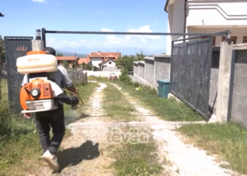 Më pak raste me rriqra këtë vit në Malishevë