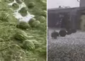 Dëmët në bujqësi nga breshëri, reagon ministri në detyrë Armend Muja