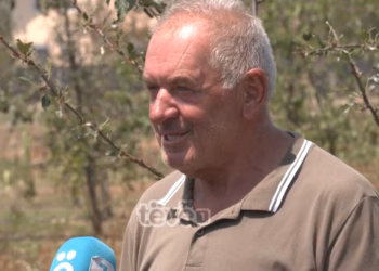 “Gati 3 hektarë i kam molla e kumbulla”, reshjet e shiut ia çojnë huq punën e një viti bujkut në Istog