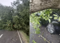 Stuhia rrëzon drunj në komunën e Shtërpcës, u dëmtuan edhe disa automjete
