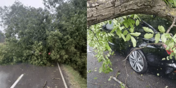 ​Stuhia rrëzon drunj në komunën e Shtërpcës, u dëmtuan edhe disa automjete