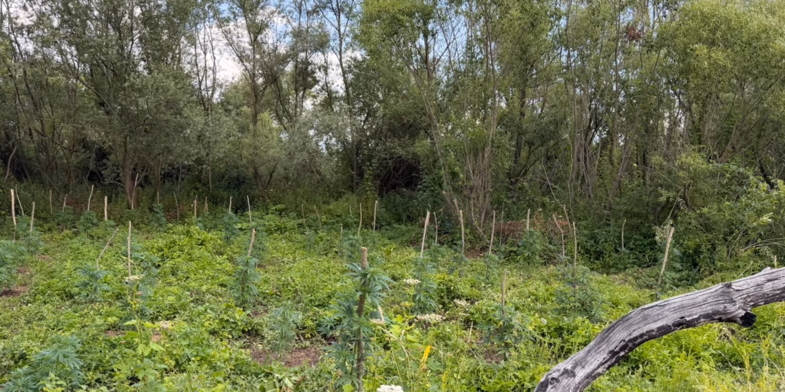 Arrestohen dy persona në Podujevë, kapen në flagrancë duke u kujdesur për bimët narkotike në plantacion