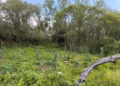 Arrestohet dy persona në Podujevë, kapën në flagrancë duke u kujdesur për bimët narkotike në plantacion