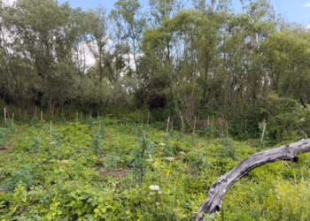 Arrestohen dy persona në Podujevë, kapen në flagrancë duke u kujdesur për bimët narkotike në plantacion