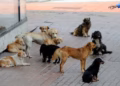 Shpallet fajtor një person për pjesëmarrje ose organizim të luftimit të qenve