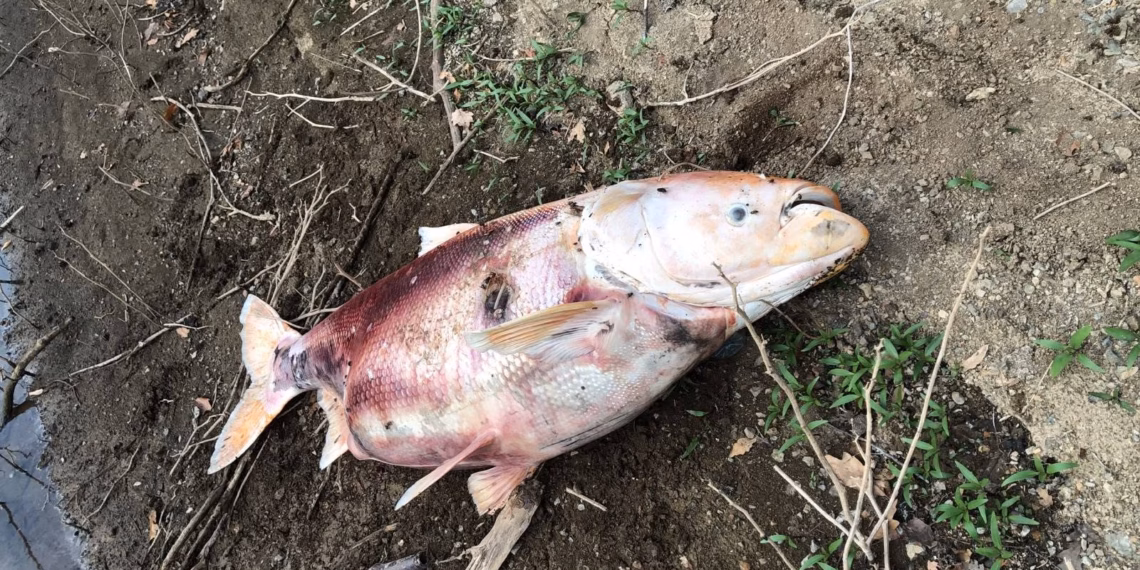 Tre peshq mbi 40 kilogramë ngordhin në Badovc, ngrihen dyshime për gjendjen e mjedisit ujor