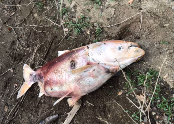 Tre peshq mbi 40 kilogramë ngordhin në Badovc, ngrihen dyshime për gjendjen e mjedisit ujor