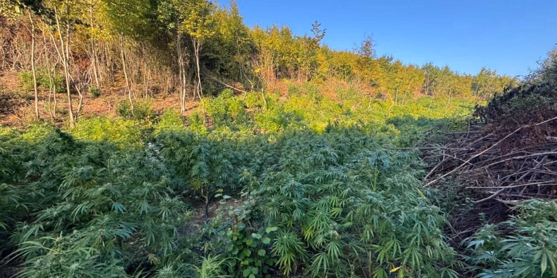 Aktakuzë ndaj nëntë personave për kultivimin e kanabisit në plantacionet e Kliqinës dhe Sferkës