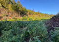 Aktakuzë ndaj nëntë personave për kultivimin e kanabisit në plantacionet e Kliqinës dhe Sferkës