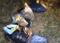 Sekuestrohen 9.4 kilogramë marihuanë në brezin kufitar në Gjakovë