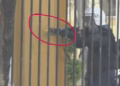 Policia gjuan me plumba gome protestuesit në Tiranë