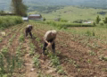 Ekzekutohen pagesat e subvencioneve për fermerët, mbi 6.6 milionë euro për mijëra përfitues
